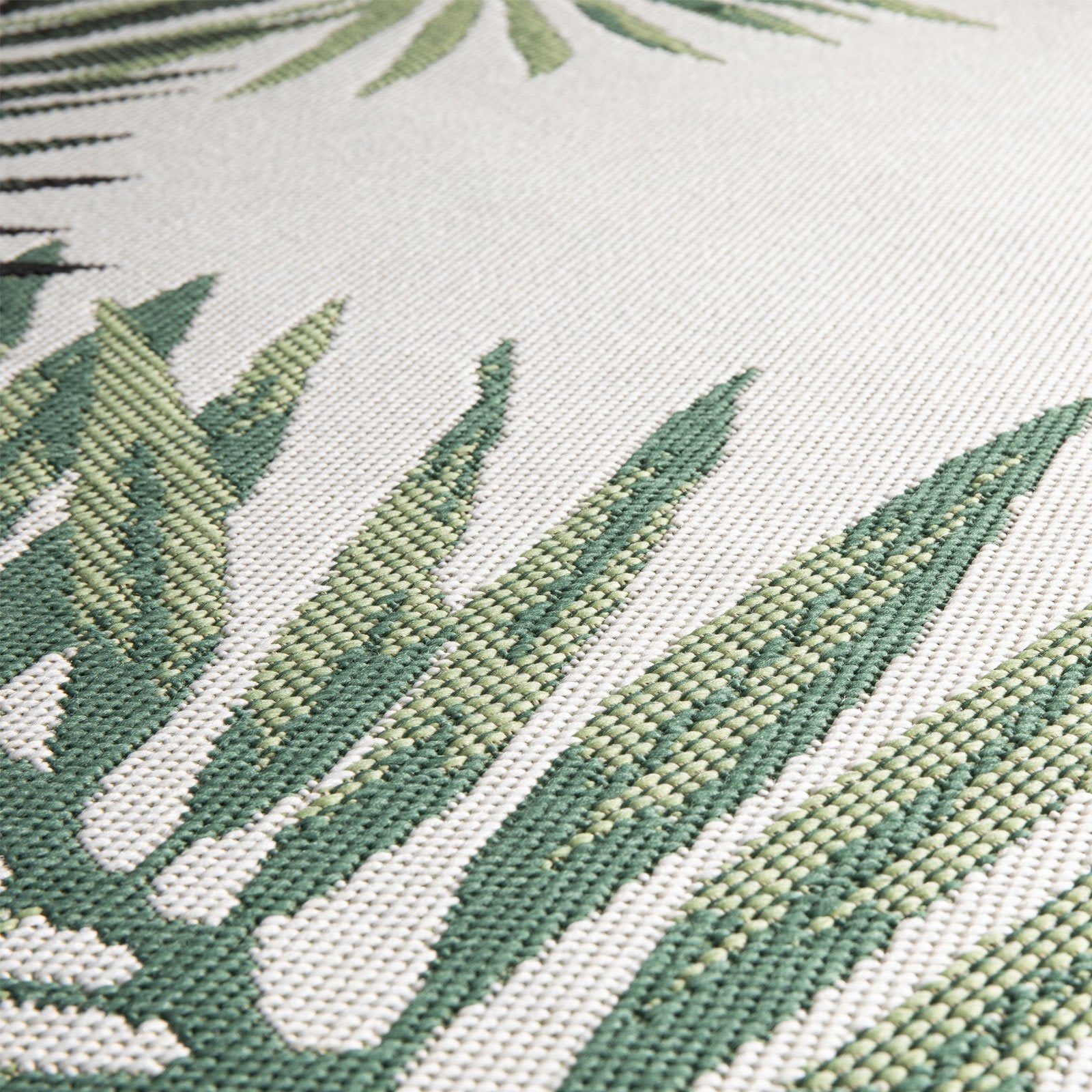 F3_Cycas