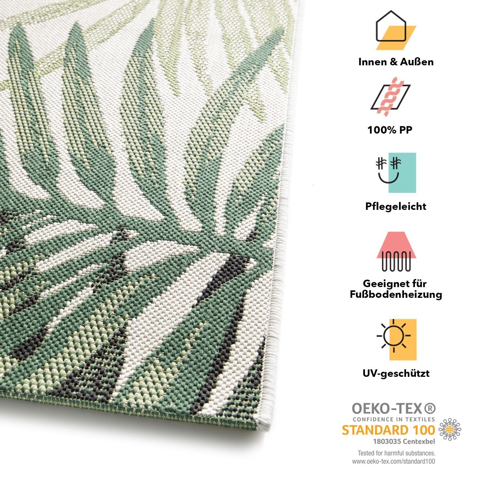 T1_Cycas