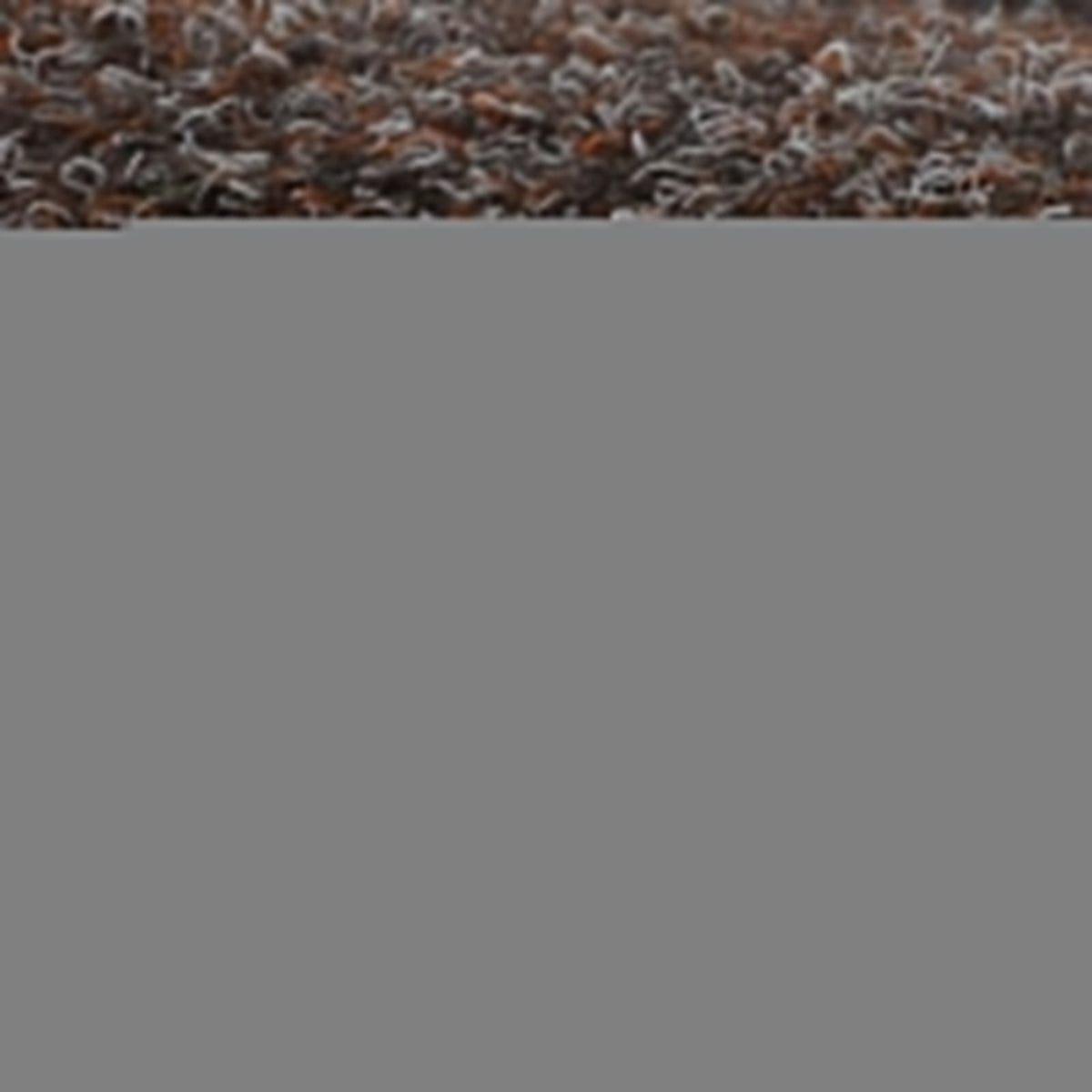 ✂ Rasenteppich Farbwunder | Braun